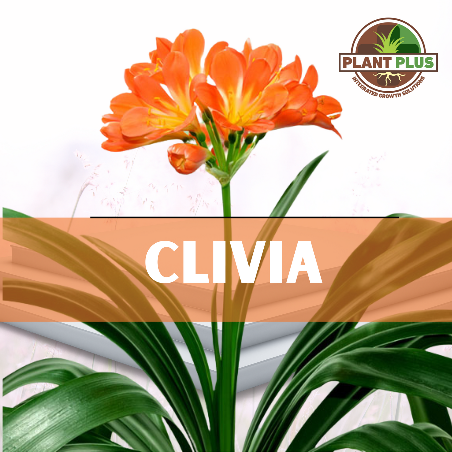 4. PlantPlus - CLIVIA
