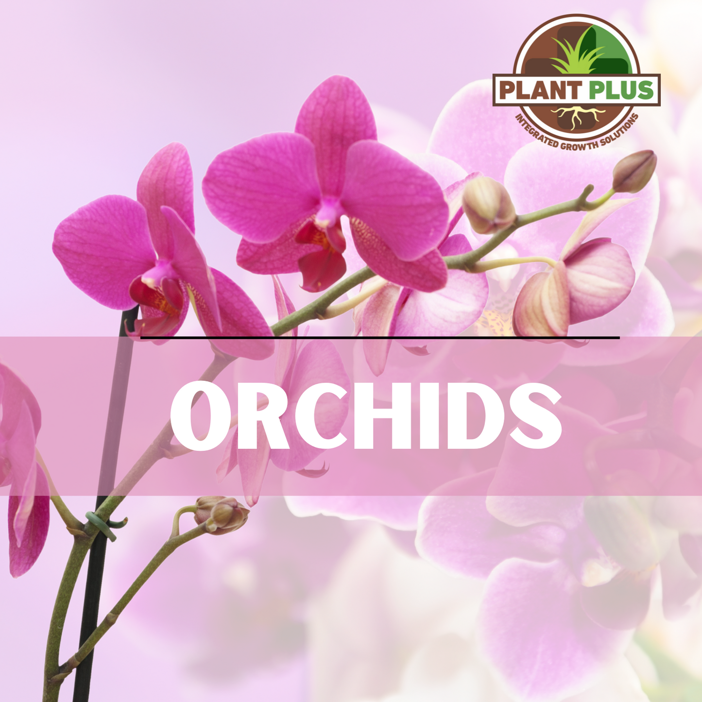 2. PlantPlus - ORCHIDS