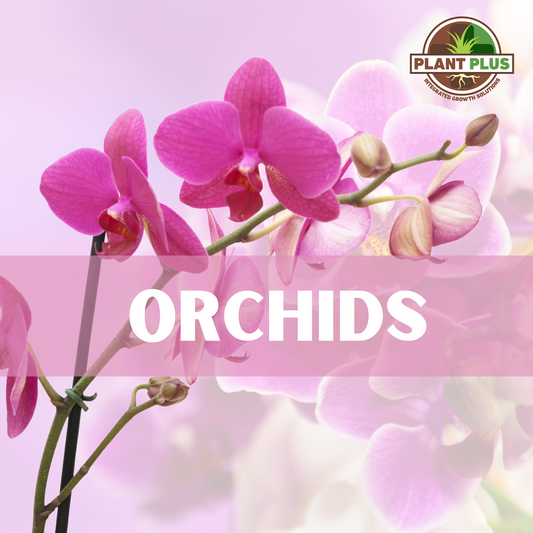 2. PlantPlus - ORCHIDS