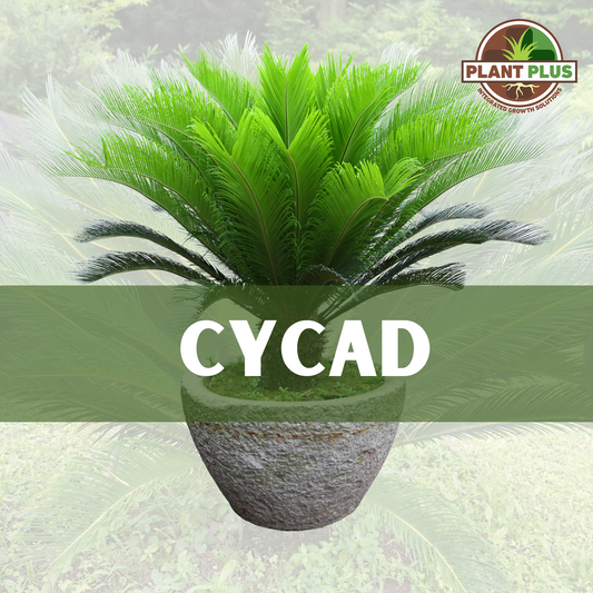 3. PlantPlus - CYCAD