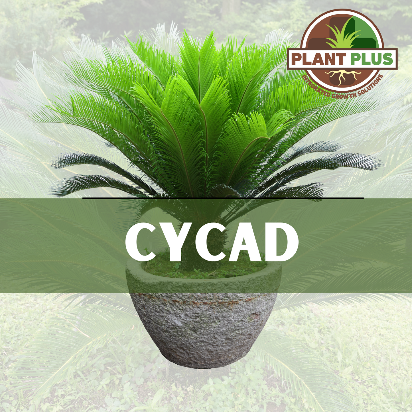 3. PlantPlus - CYCAD