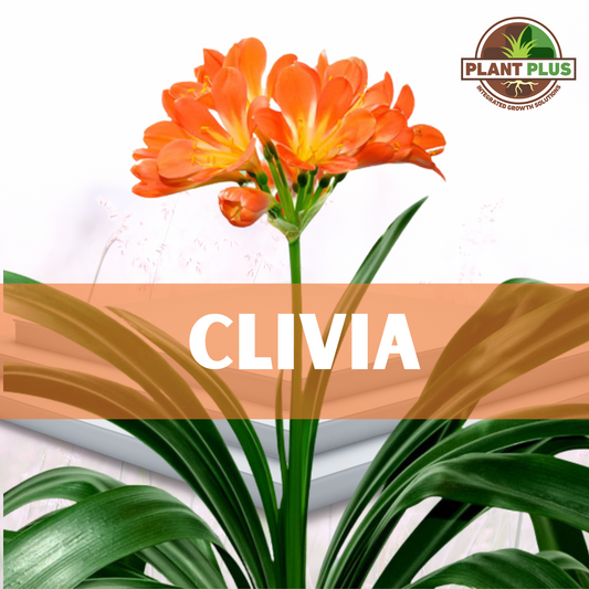4. PlantPlus - CLIVIA
